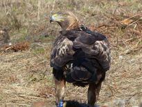 Le 10 janvier 2023, un aigle royal muni d’un GPS, avait percuté une pale d’une des sept éoliennes de Bernagues.