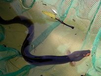 Un citron vert a également été découvert dans l’anus du patient.