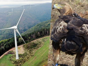 Les éoliennes de 93 m de hauteur implantées sur la ligne de crête, domaine de l’aigle royal.